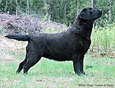 Лабрадор Black Floyd Tweed le Deep