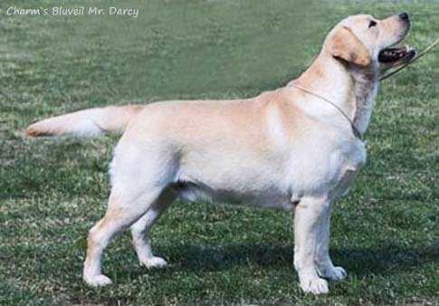 Лабрадор Charm`s Bluveil Mr. Darcy