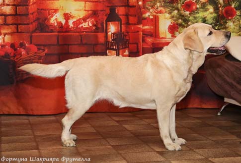 Лабрадор Фортуна Шахрияра Фрутелла