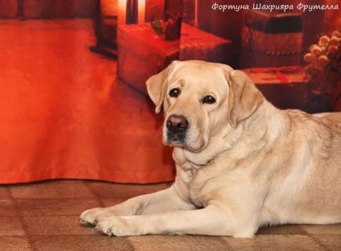 Лабрадор Фортуна Шахрияра Фрутелла