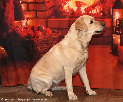 Лабрадор Фортуна Шахрияра Фрутелла