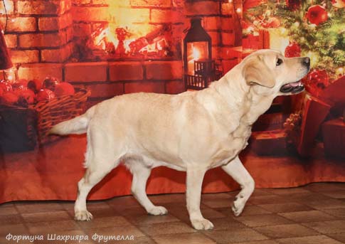 Лабрадор Фортуна Шахрияра Фрутелла
