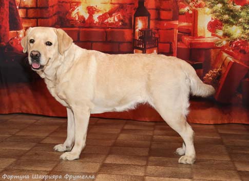 Лабрадор Фортуна Шахрияра Фрутелла