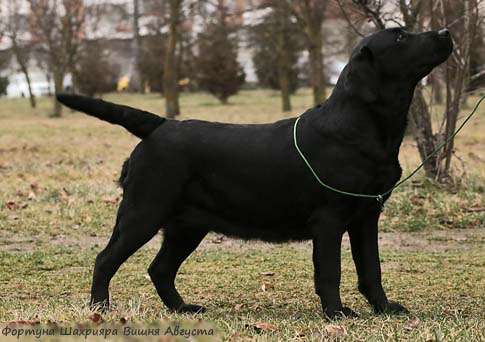 Лабрадор  Фортуна Шахрияра Вишня Августа