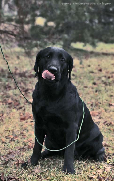 Лабрадор  Фортуна Шахрияра Вишня Августа
