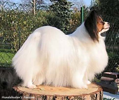 Hundebuden`s Fanzine