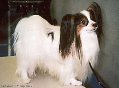 Lamonia`s Moby Dick