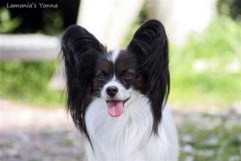 Lamonia`s Yonna