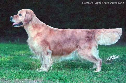 Summit Royal Crest Dexas Gold