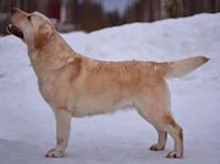  лабрадор Arh Beauty Only You for Winter Pride