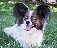 фото папийона Bijou de Pompadour