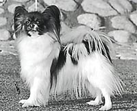 фото папийона Caspian's Chiquita