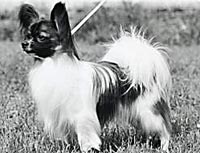 фото папийона Caspian`s Hole in One