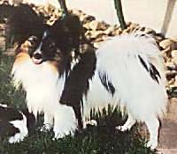 фото папийона Chanfree`s Liberace