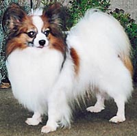 фото папийона Eclair's Bergerac