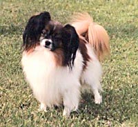 фото папийона Fly High Boomerang