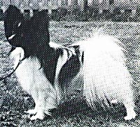 фото папийона Lambouche Clever Claudio