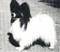 фото папийона Pierosas Dom Chrishan