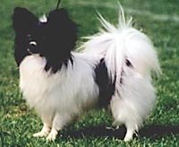 фото папийона Toymaker's Emil