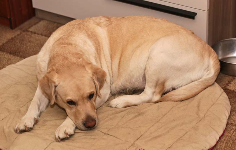 красивые  щенки ретривера