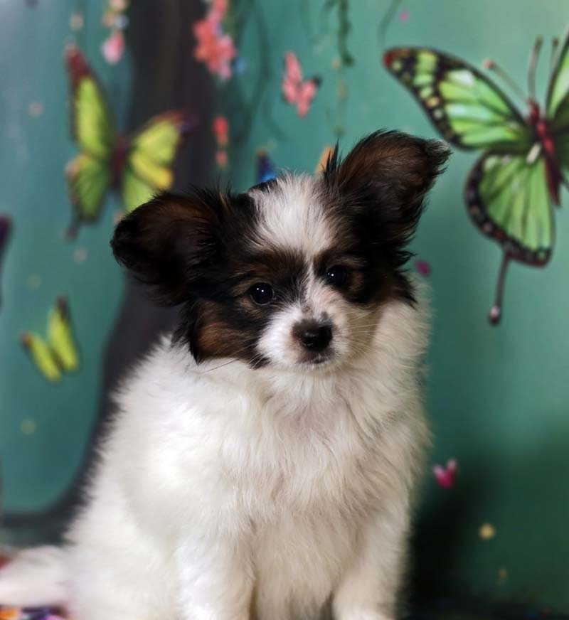 Папийоны  фото