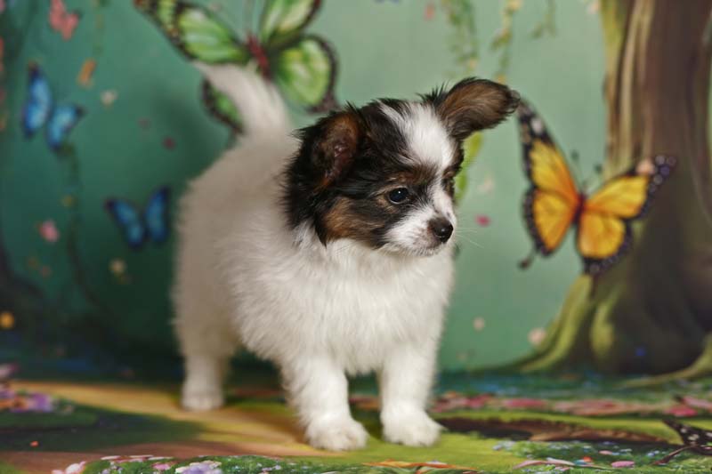 Папийоны  фото