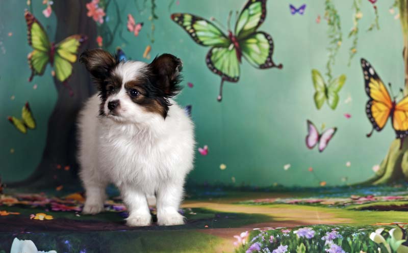 Папийоны  фото