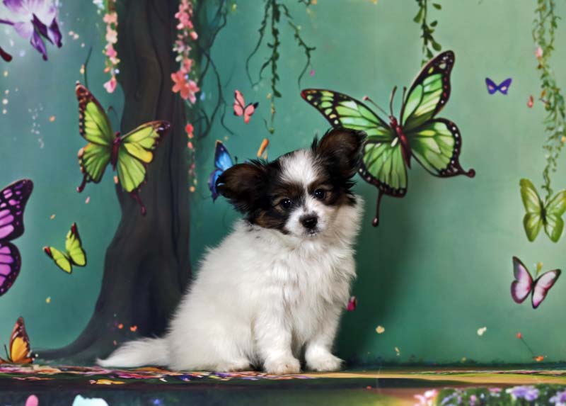 красивые  щенки папийона