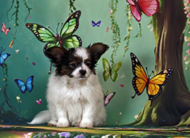 Папийоны  фото