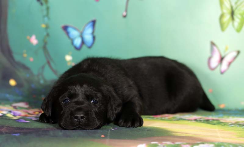 красивые  щенки ретривера